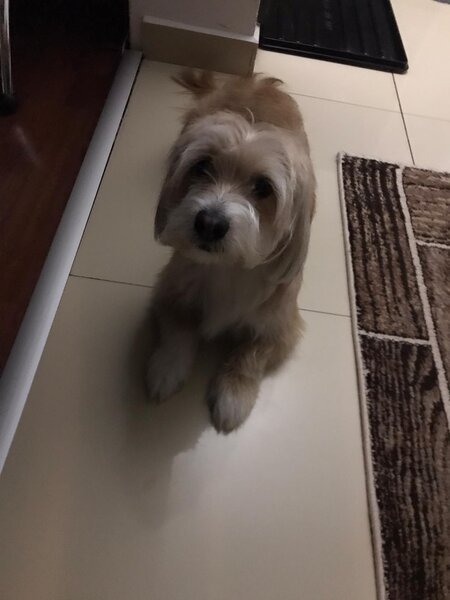 Donez Bichon, 7 ani