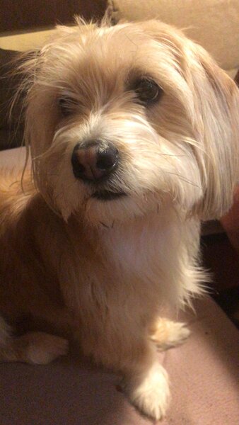 Donez Bichon, 7 ani