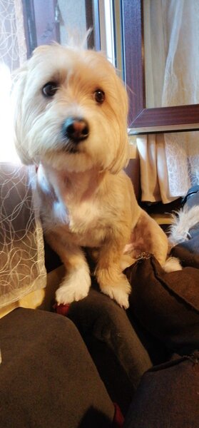 Donez Bichon, 7 ani