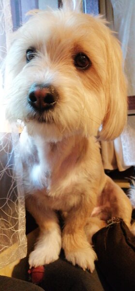 Donez Bichon, 7 ani
